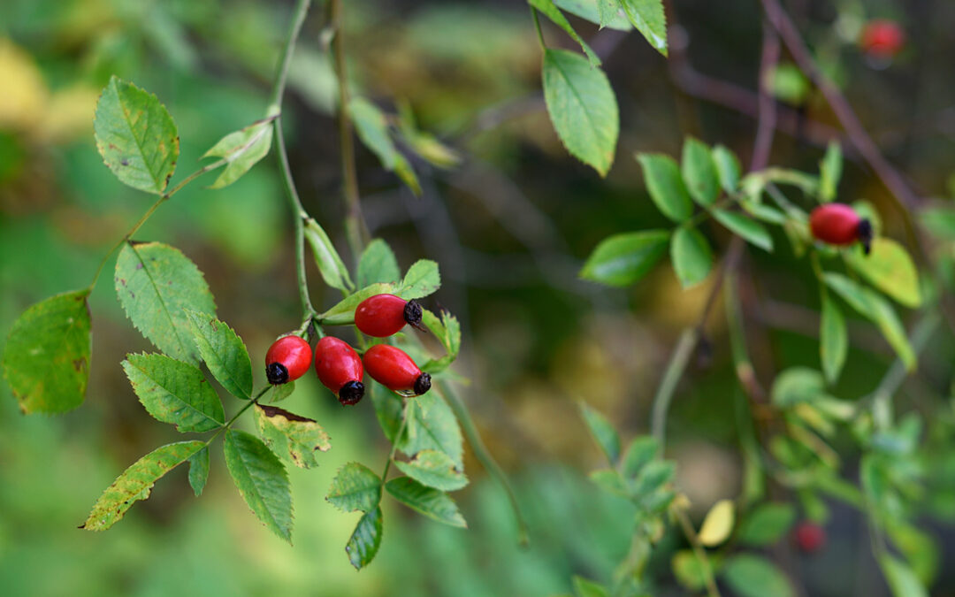 ATT RENSA BORT FÖR ATT KUNNA TA IN NYTT